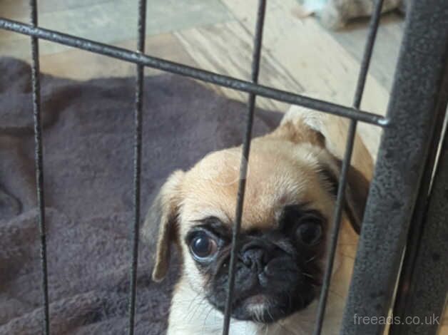 1 fawn male pug for sale in Gloucester, Gloucestershire