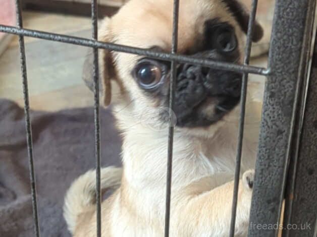 1 fawn male pug for sale in Gloucester, Gloucestershire - Image 2