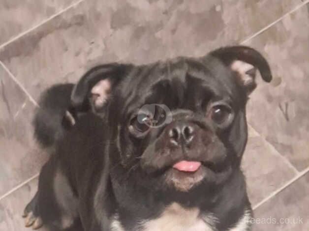 1 year old male pug for sale in Wellington, Somerset - Image 2