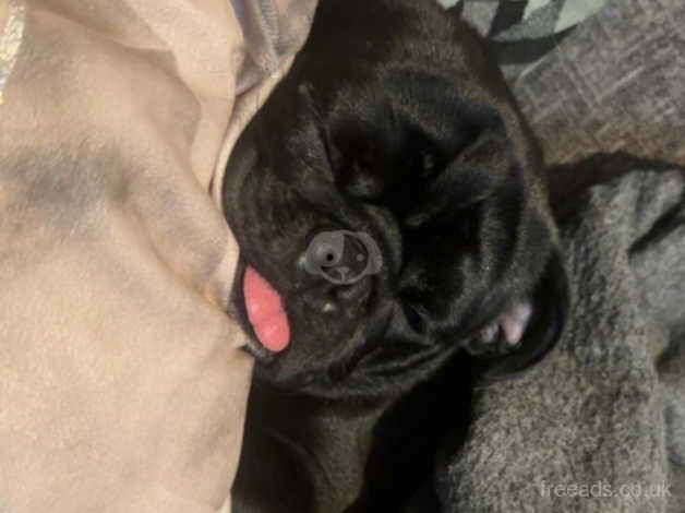 1 year old male pug for sale in Wellington, Somerset - Image 4