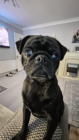 11 Month Beautiful Black Pug for sale in Chatham, Kent