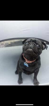 11 Month Beautiful Black Pug for sale in Chatham, Kent - Image 2