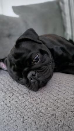 11 Month Beautiful Black Pug for sale in Chatham, Kent - Image 3