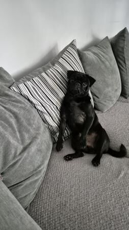 11 Month Beautiful Black Pug for sale in Chatham, Kent - Image 4