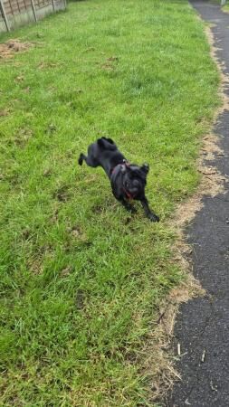 11 Month Beautiful Black Pug for sale in Chatham, Kent - Image 5