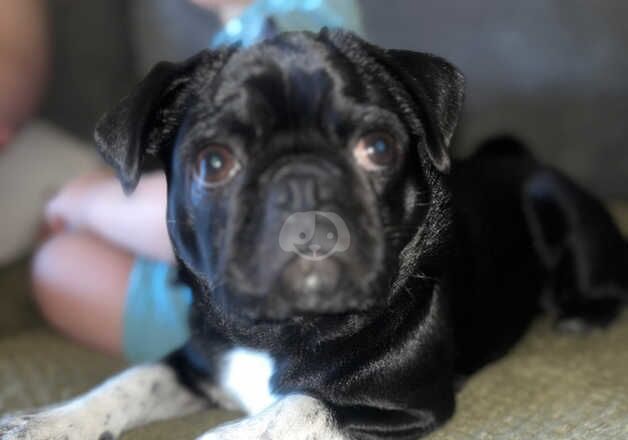 Pug Puppies for sale in West Midlands