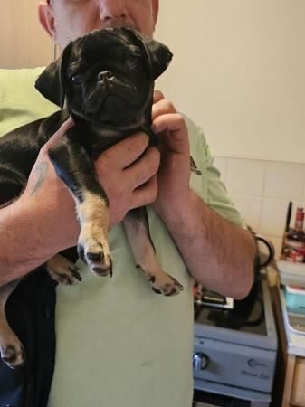 11 week old male pug puppy for sale in Newark, Orkney Islands - Image 1