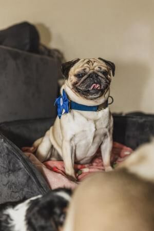 11 week old male pug puppy for sale in Newark, Orkney Islands - Image 3