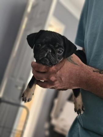 11 week old male pug puppy for sale in Newark, Orkney Islands - Image 5