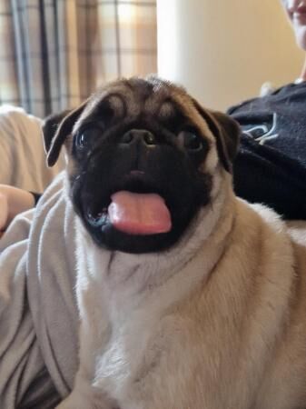 12 month old female pug for sale in Doncaster, South Yorkshire