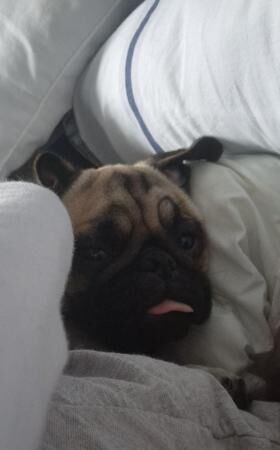 12 month old female pug for sale in Doncaster, South Yorkshire - Image 3