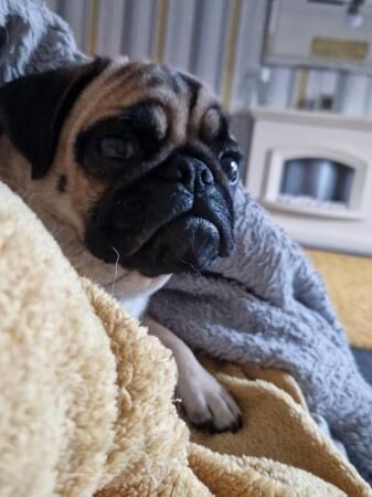 12 month old female pug for sale in Doncaster, South Yorkshire - Image 4