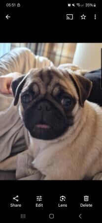 12 month old female pug for sale in Doncaster, South Yorkshire - Image 5