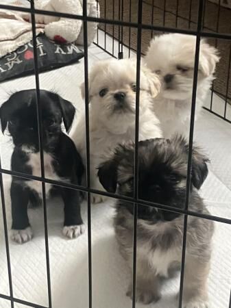 12 weeks old pugzu puppies for sale in Saltash, Cornwall