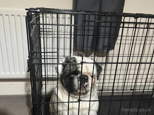 13 month old male pug for sale in Redcar, North Yorkshire - Image 1