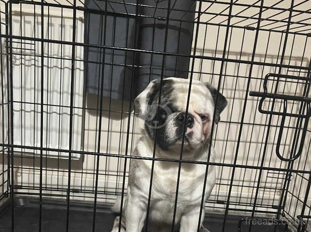 13 month old male pug for sale in Redcar, North Yorkshire - Image 2