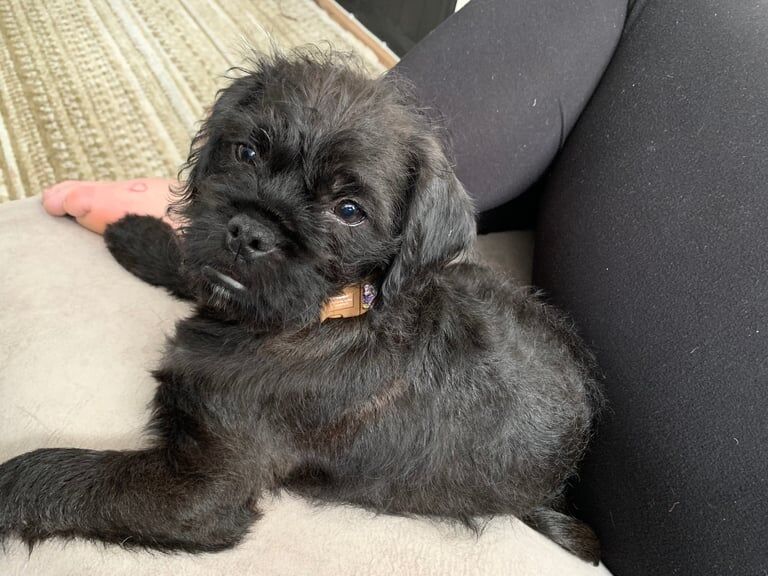 13 week pug. X poodle puppy for sale in Chelmsford, Essex - Image 2