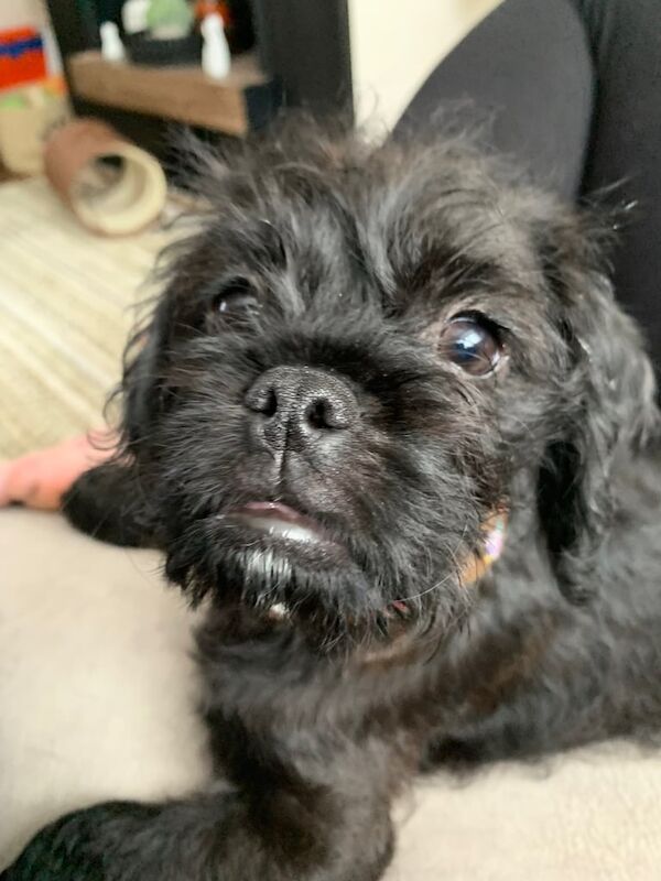 13 week pug. X poodle puppy for sale in Chelmsford, Essex - Image 3