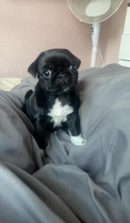 14 weeks old, female pug for sale in Blackpool, Lancashire