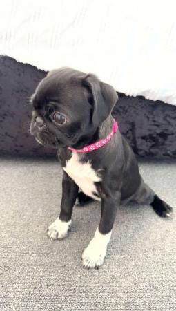 14 weeks old, female pug for sale in Blackpool, Lancashire - Image 2