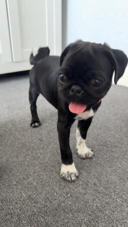 14 weeks old, female pug for sale in Blackpool, Lancashire - Image 4