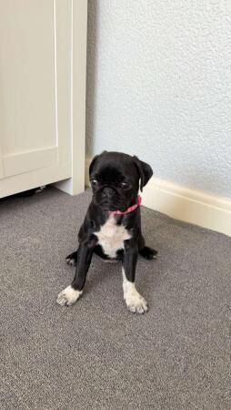 14 weeks old, female pug for sale in Blackpool, Lancashire - Image 5