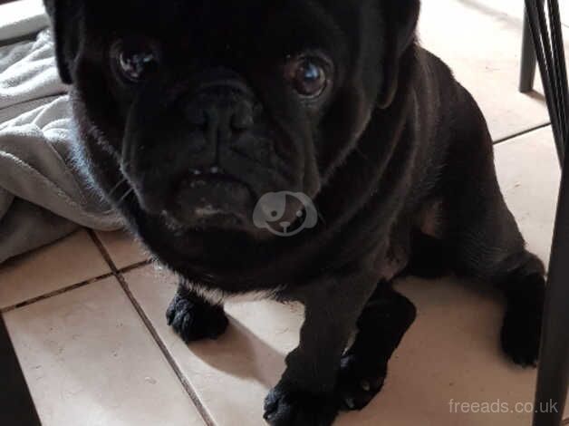 16 month male pug for sale in Bolton, Greater Manchester