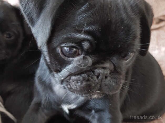 16 month male pug for sale in Bolton, Greater Manchester - Image 2