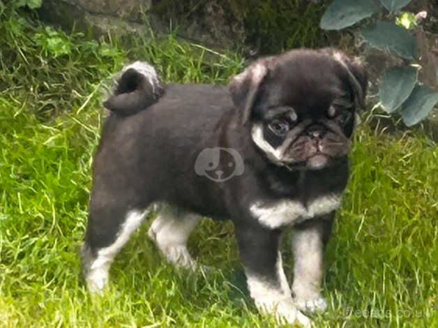 2 absolutely adorable pug pups lilac tan and choco tan. You can pay per month for sale in Tredegar, Blaenau Gwent