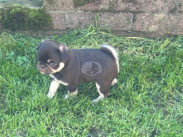 2 absolutely adorable pug pups lilac tan and choco tan. You can pay per month for sale in Tredegar, Blaenau Gwent - Image 2