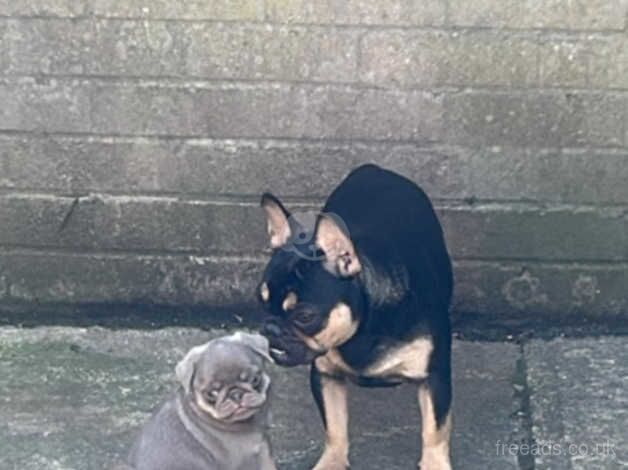 2 absolutely adorable pug pups lilac tan and choco tan. You can pay per month for sale in Tredegar, Blaenau Gwent - Image 3