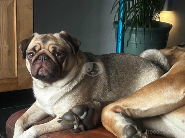 2 absolutely adorable pug pups lilac tan and choco tan. You can pay per month for sale in Tredegar, Blaenau Gwent - Image 4