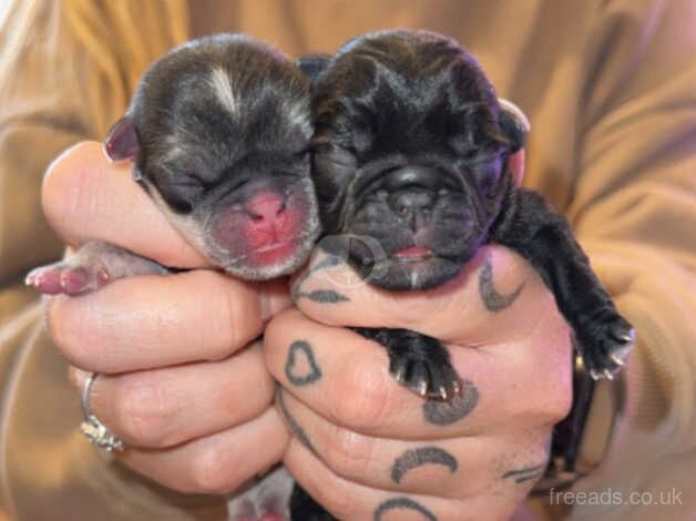 Pug Puppies for sale in Somerset