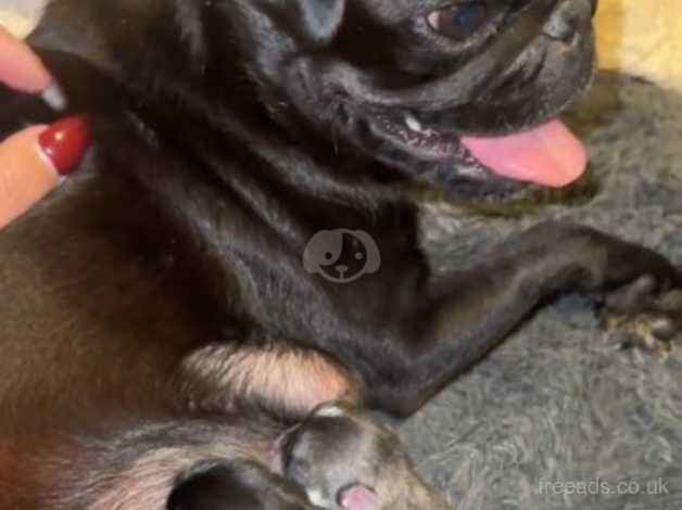 Pug Puppies for sale