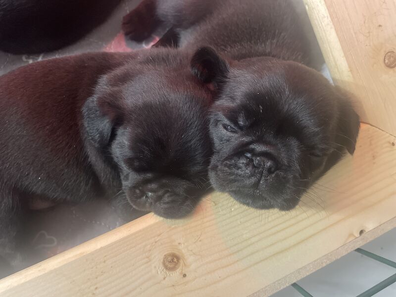 2 Gorgeous Male KC registered Pug Puppies for sale in Plymouth, Devon - Image 1