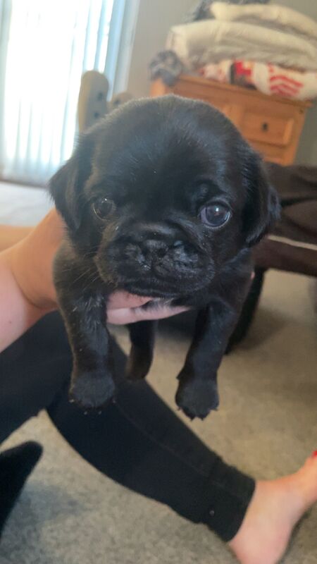 2 Gorgeous Male KC registered Pug Puppies for sale in Plymouth, Devon - Image 2