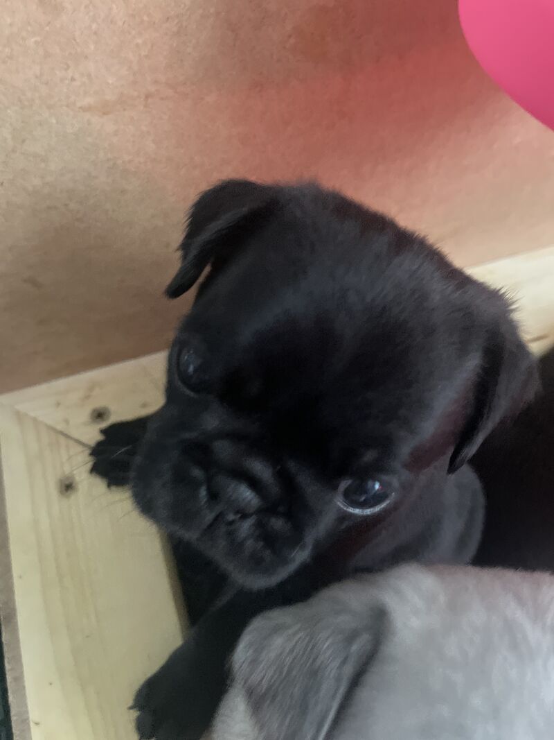 2 Gorgeous Male KC registered Pug Puppies for sale in Plymouth, Devon - Image 3