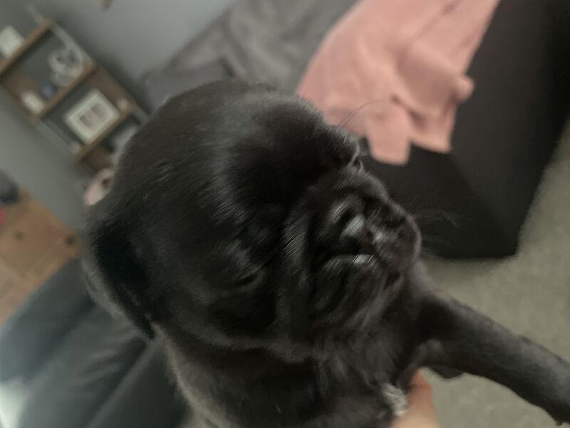 2 Gorgeous Male KC registered Pug Puppies for sale in Plymouth, Devon - Image 4