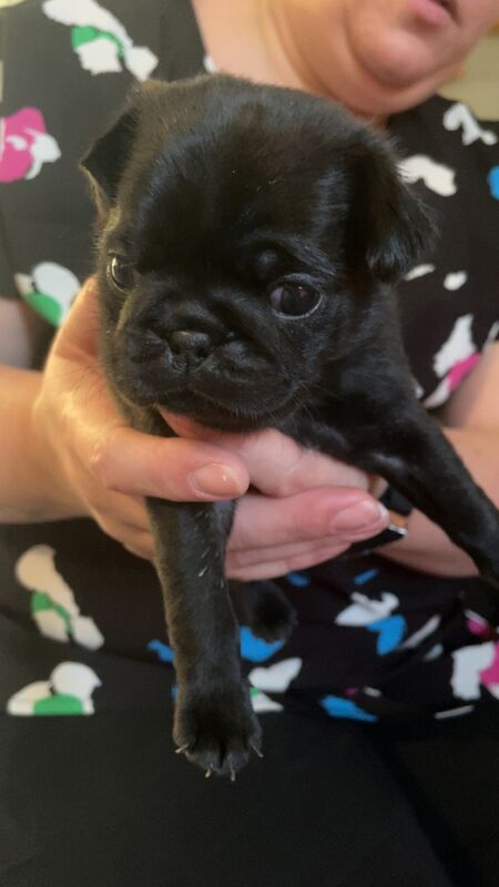 2 Gorgeous Male KC registered Pug Puppies for sale in Plymouth, Devon - Image 5