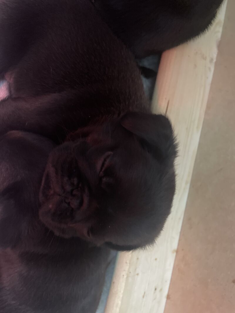 2 Gorgeous Male KC registered Pug Puppies for sale in Plymouth, Devon - Image 6