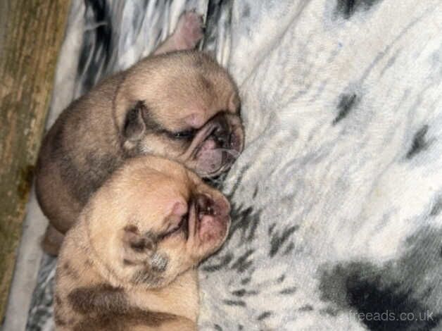 2 gorgeous Pug boys for sale in Middlesbrough, North Yorkshire - Image 1