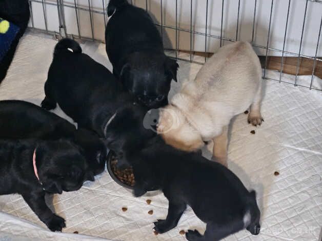 2 males & 2 girls left for sale in Paisley, Renfrewshire - Image 2