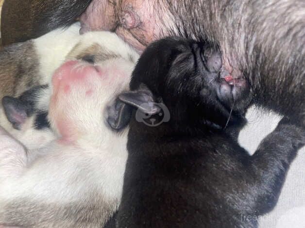 2 panda pugs for sale in Scunthorpe, Lincolnshire - Image 3