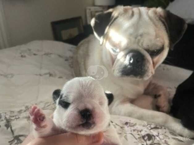 2 panda pugs for sale in Scunthorpe, Lincolnshire - Image 4