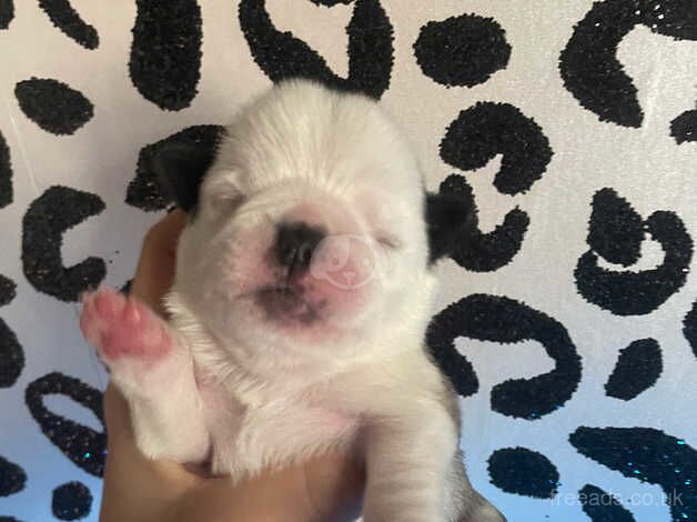 2 panda pugs for sale in Scunthorpe, Lincolnshire - Image 5