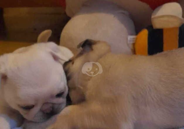 2 pug puppies for sale in Taunton, Somerset