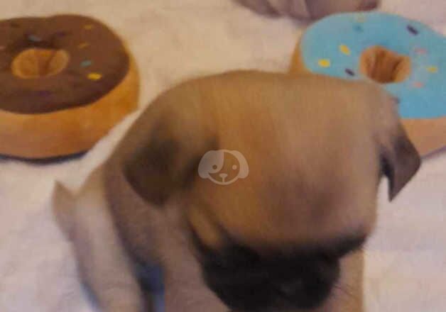 2 pug puppies for sale in Taunton, Somerset - Image 3