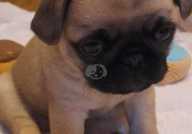 2 pug puppies for sale in Taunton, Somerset - Image 4