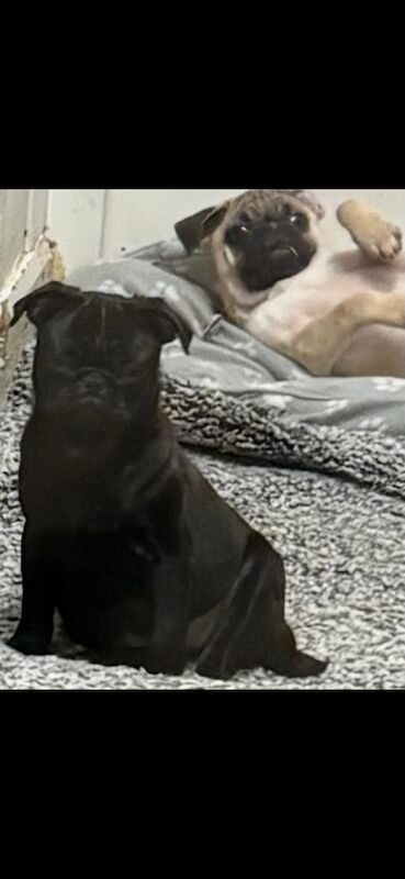 2 pug puppies male and female for sale in Alton, Hampshire