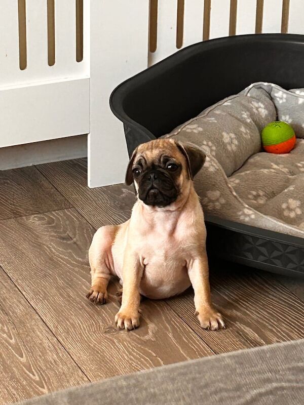 2 pug puppies male and female for sale in Alton, Hampshire - Image 3